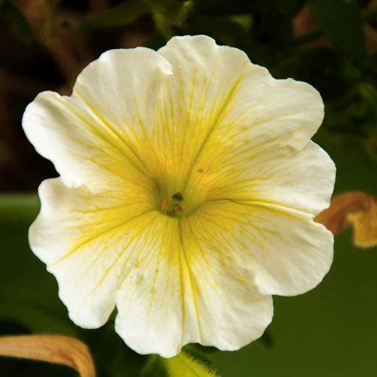 White Yellow flower seeds