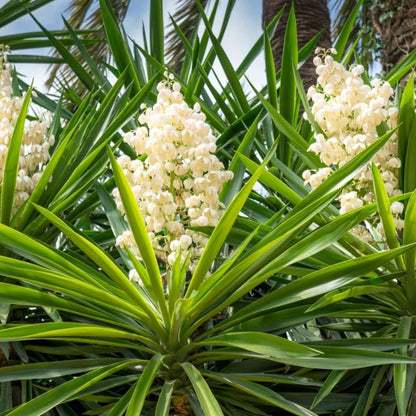 White Yucca flower seeds