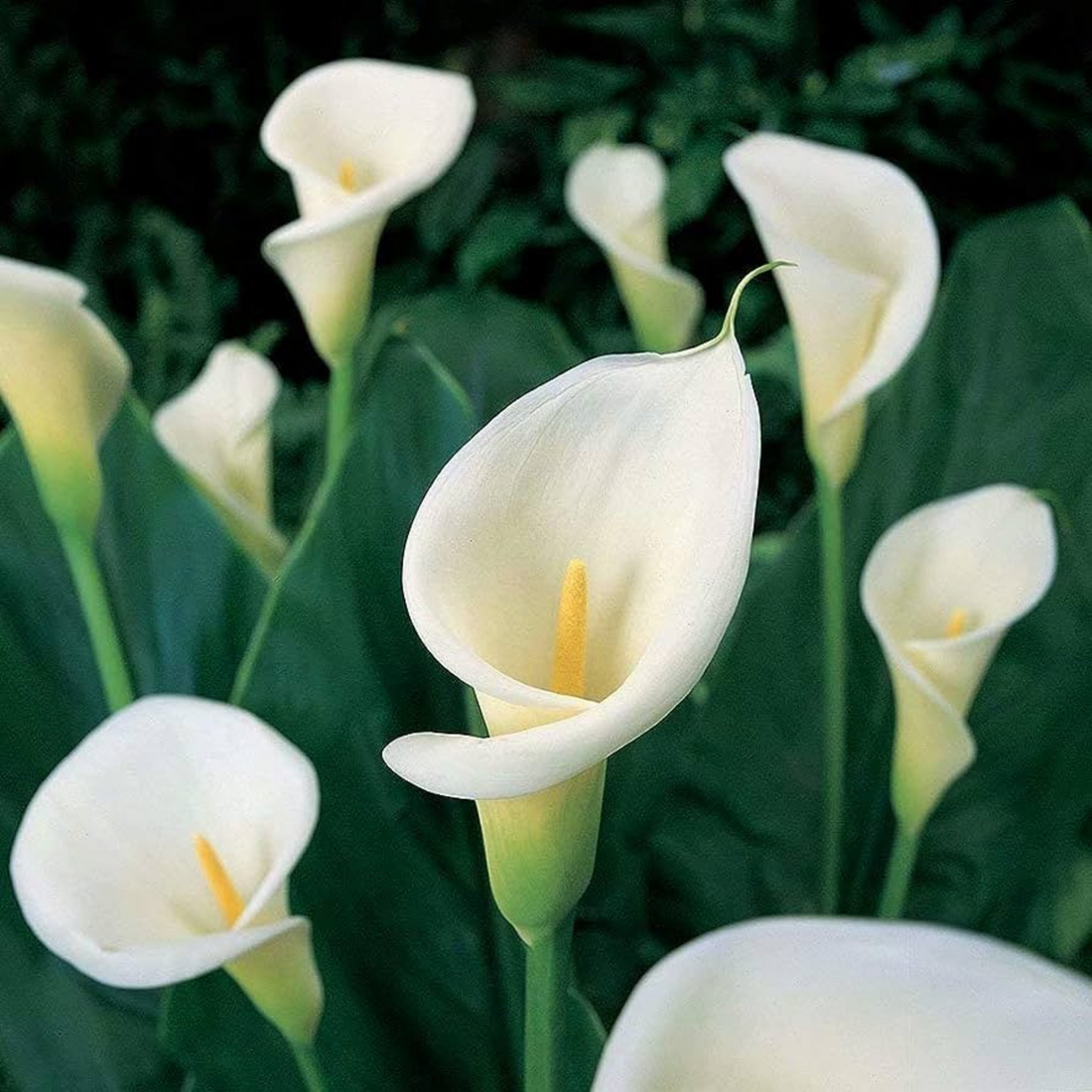 White Zantedeschia flower seeds