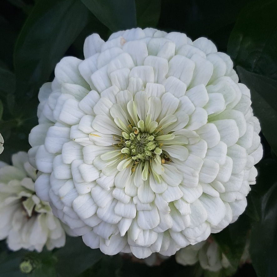 Cupcake Zinnias plant