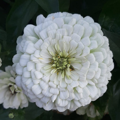 Cupcake Zinnias plant