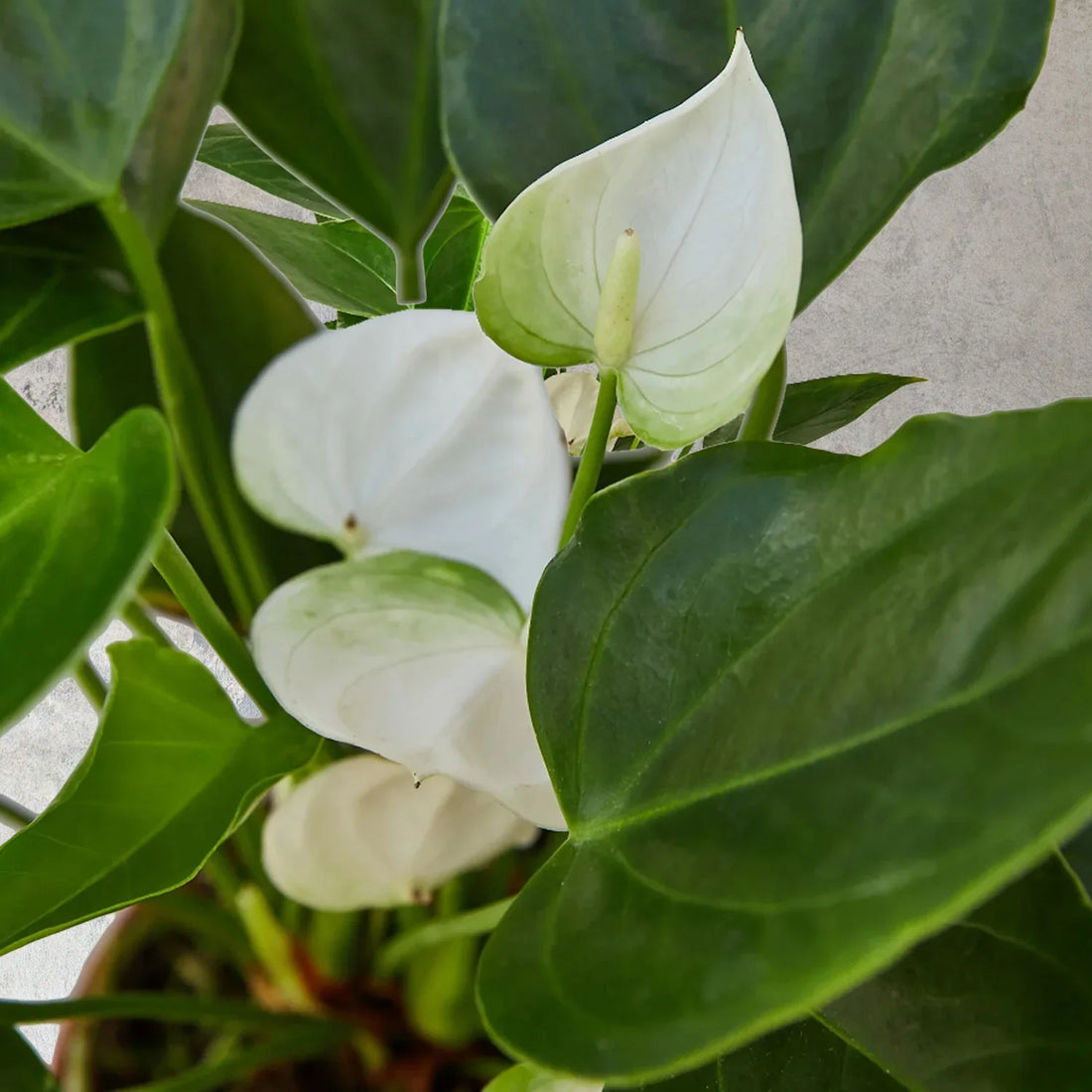 White Araceae flower seeds