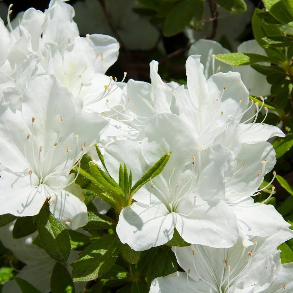 White Azalea flower seeds