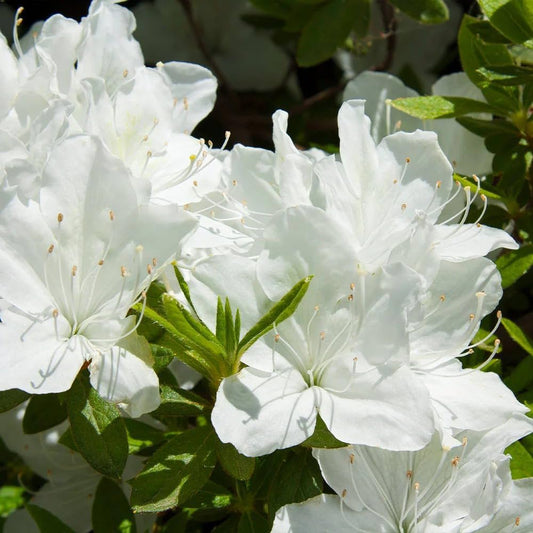 White Azalea flower seeds