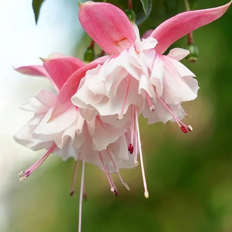 White Pink flower seeds