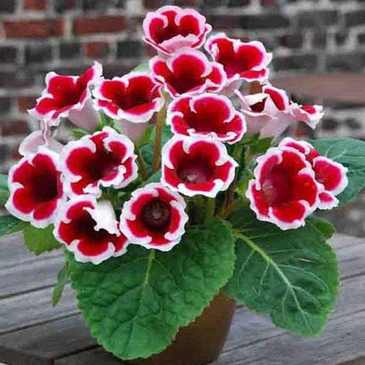 White Gloxinia flower seeds
