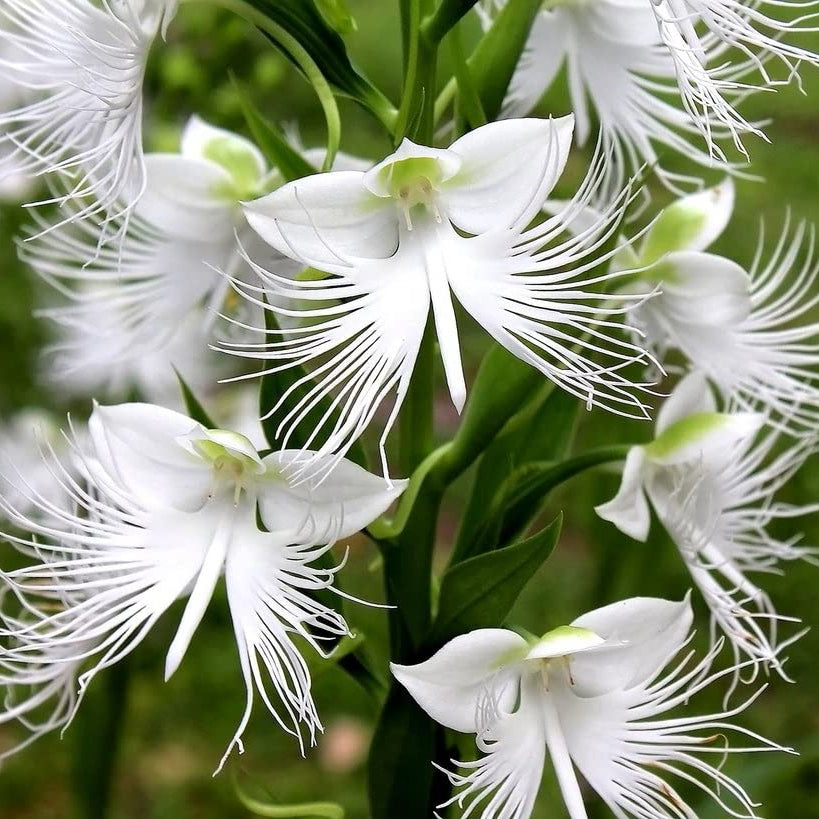 White Egret Orchid plant