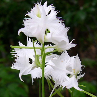 White Egret Orchid plant