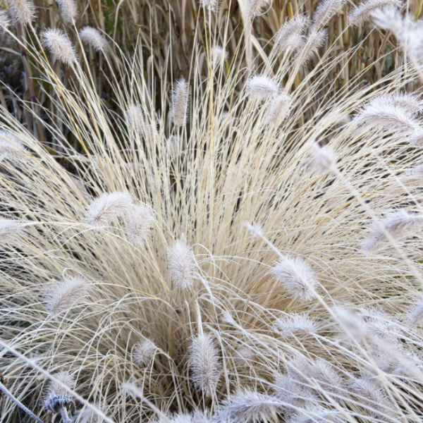 White Fountain Grass plant