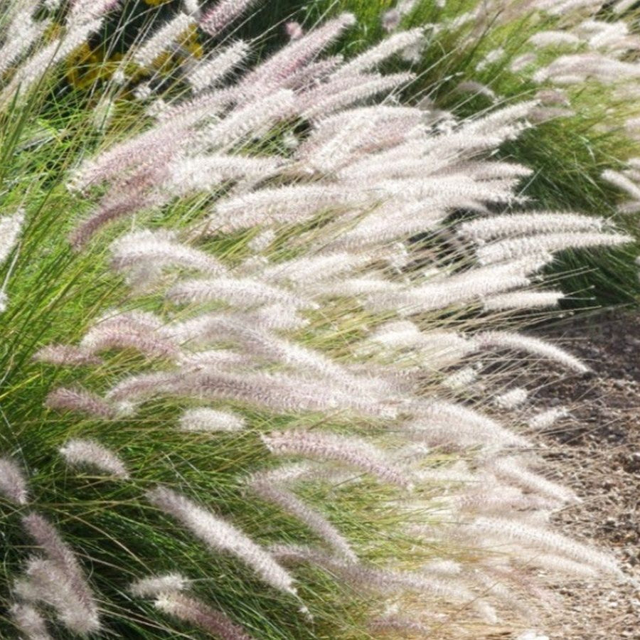White Fountain Grass plant