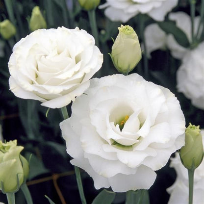 White Lisianthus flowers blooming in a garden