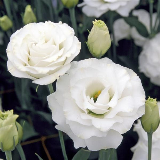 White Lisianthus flowers blooming in a garden