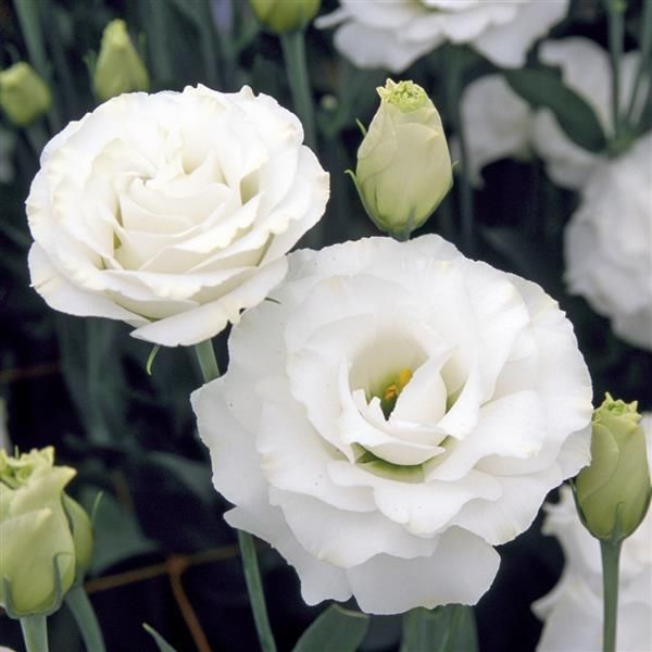 White Lisianthus flowers blooming in a garden