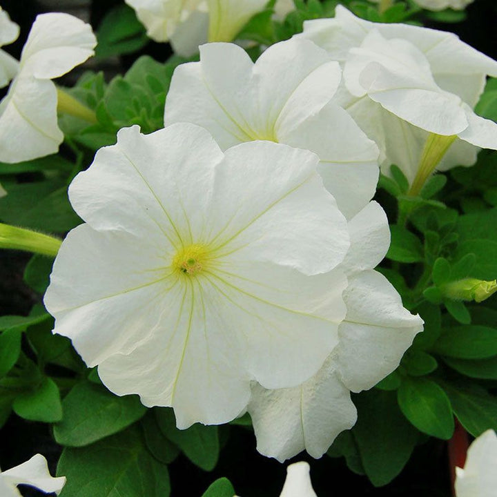 White Petunia Grandiflora flowers blooming in a garden