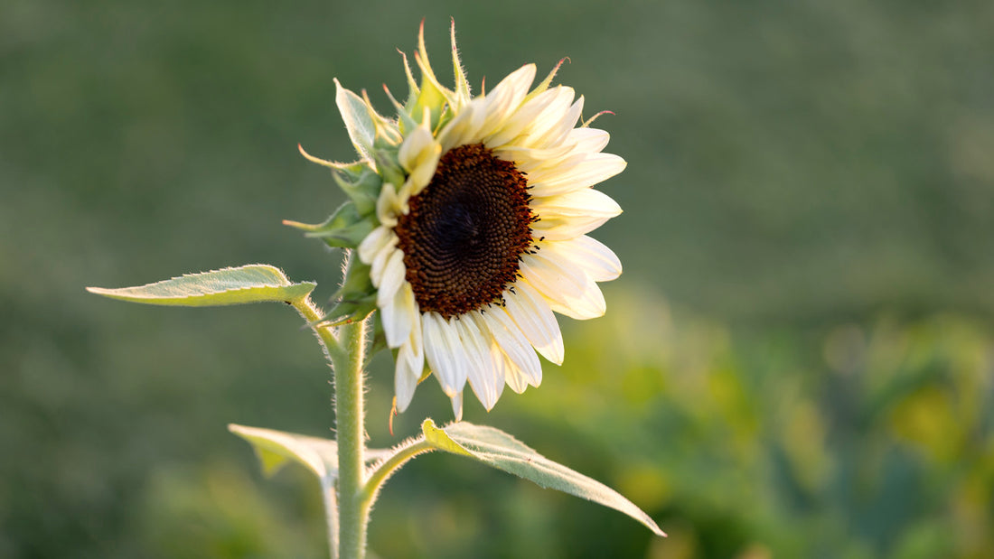 White Sunflower flower seeds