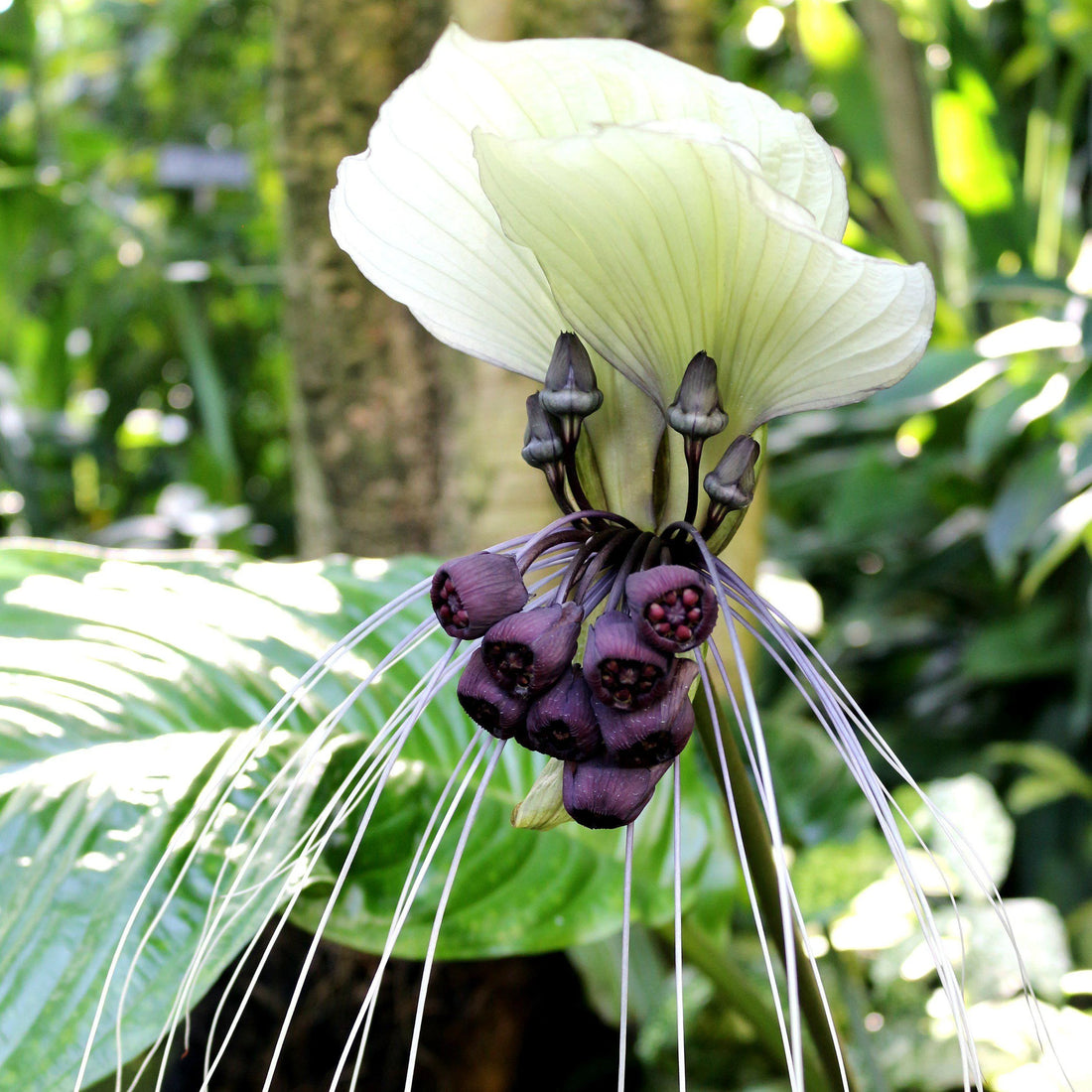 White Tacca flower seeds