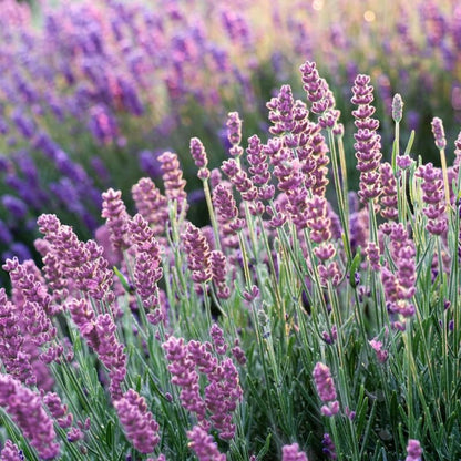White Lavender flower seeds