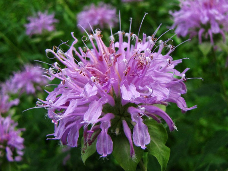 Violet Bergamot Flower Seeds for Planting – Heirloom Non-GMO Garden Seeds