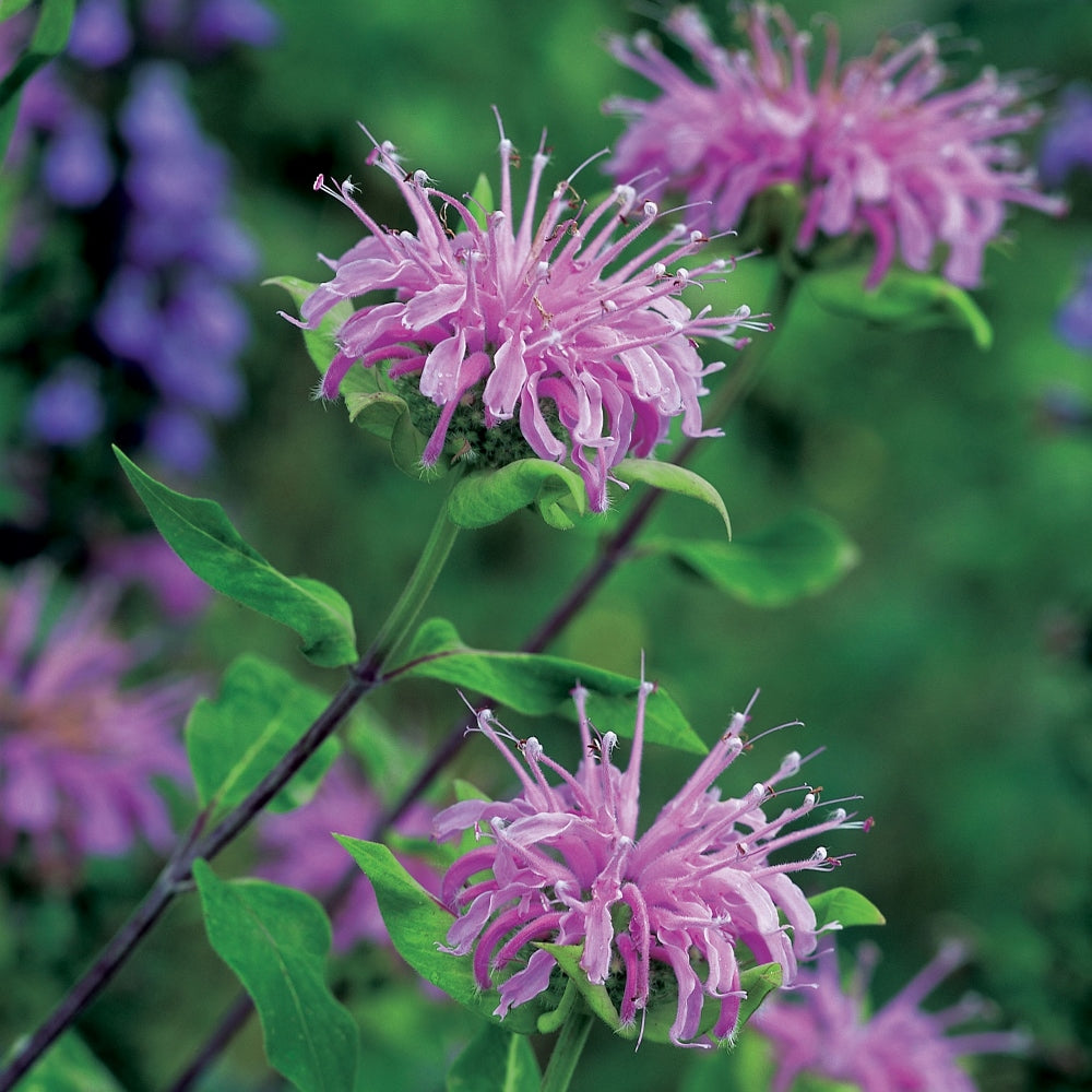 Lemon Bergamot plant