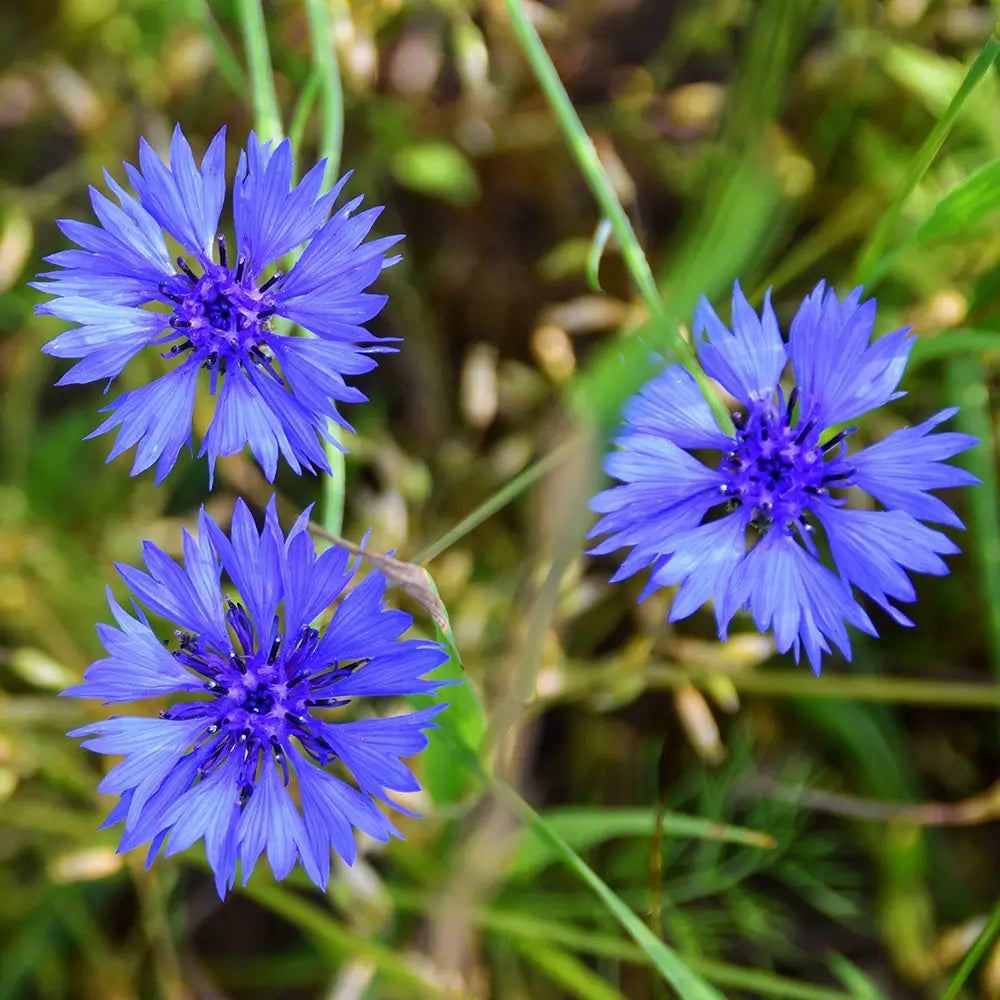 Cornflower flower seeds