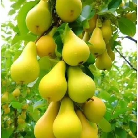 Wild Pear Tree seeds for planting – heirloom fruit tree garden variety