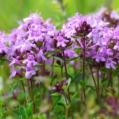 Thymus Serpyllum flower seeds