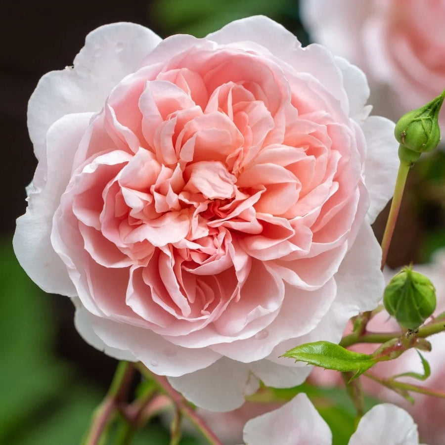 Apricot-Pink Climbing Rose plant