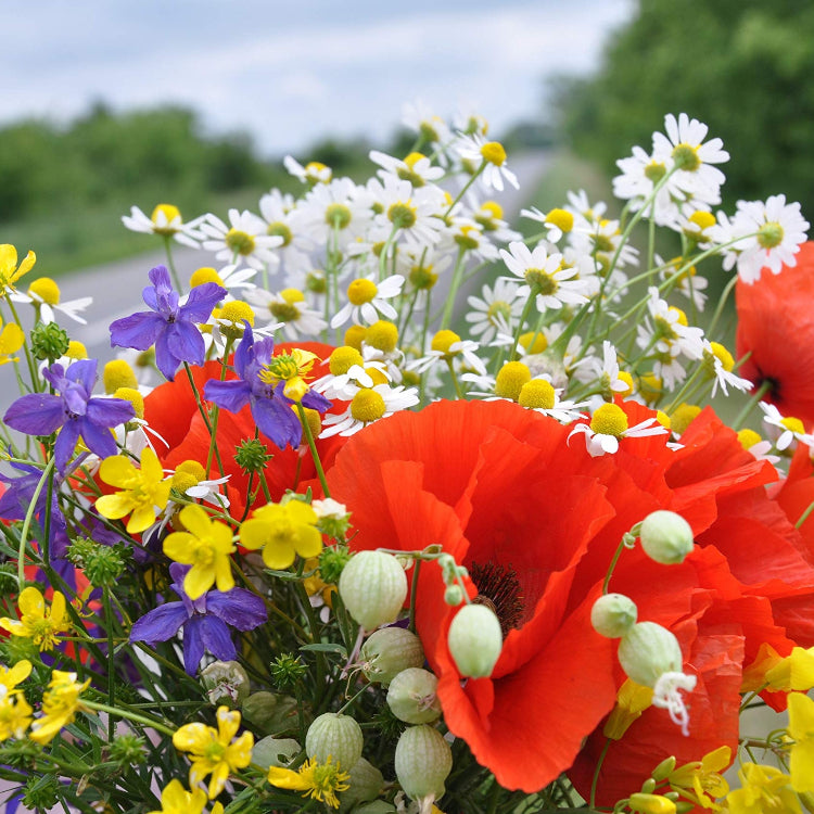 Bouquet Mix Wildflower plant