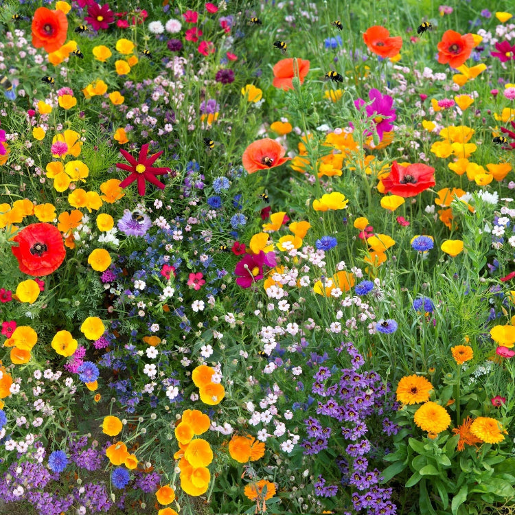 Deer Proof Wildflower plant