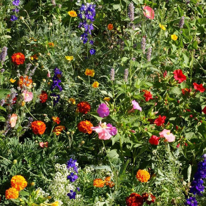 Deer Proof Wildflower plant