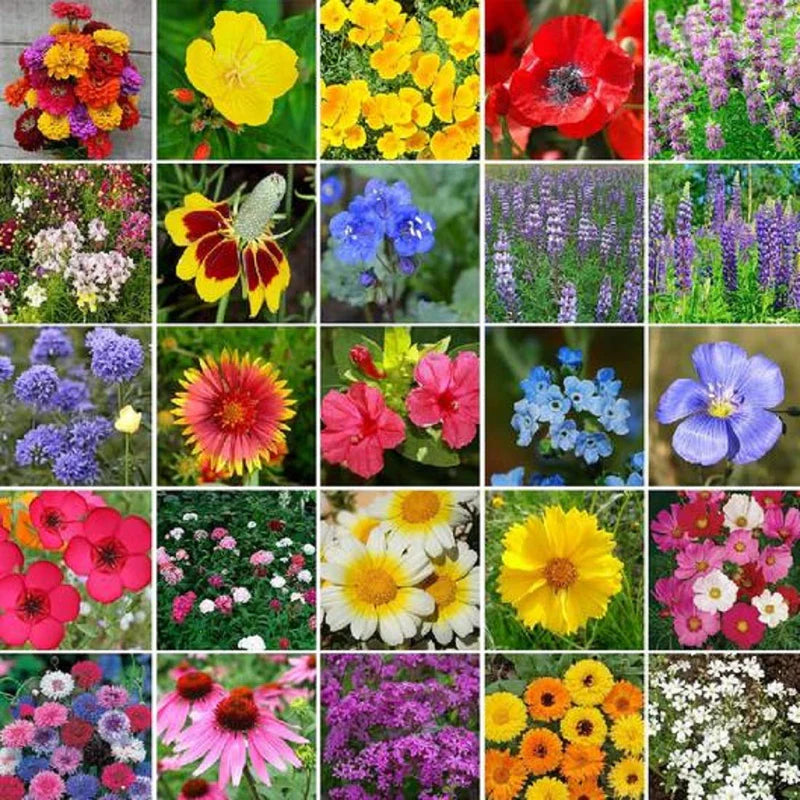 Chain flower seeds