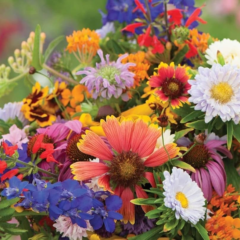 Bouquet Mix Wildflower plant