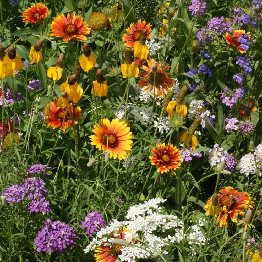 Deer Proof Wildflower plant