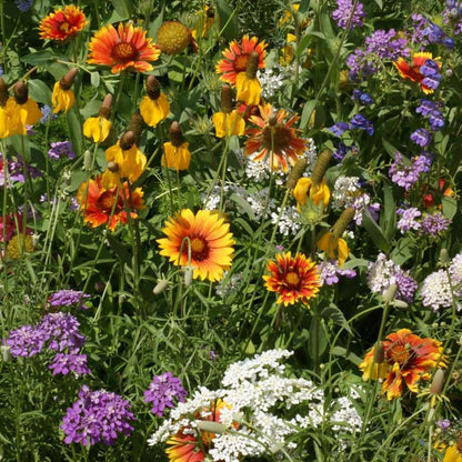 Deer Proof Wildflower plant