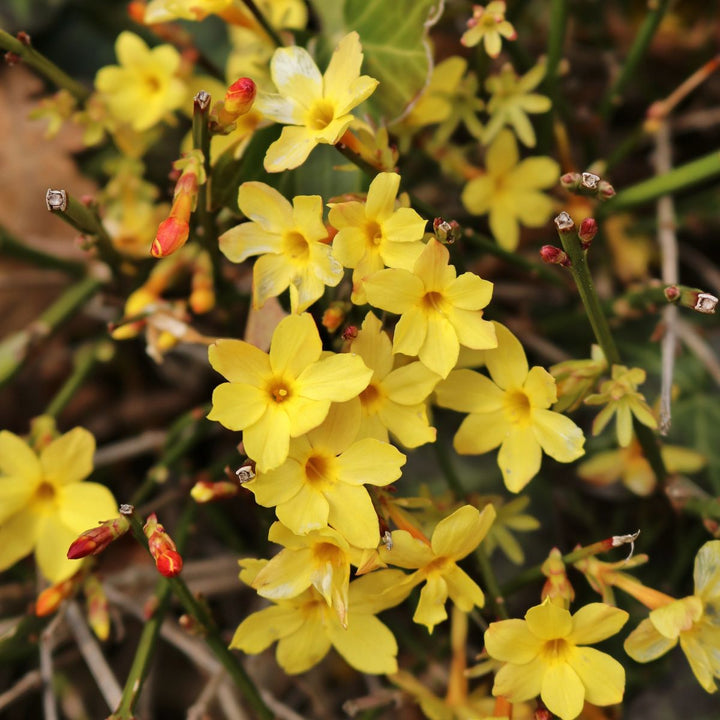 Winter Jasmine Jasminum nudiflorum with bright yellow flowers and arching green stems