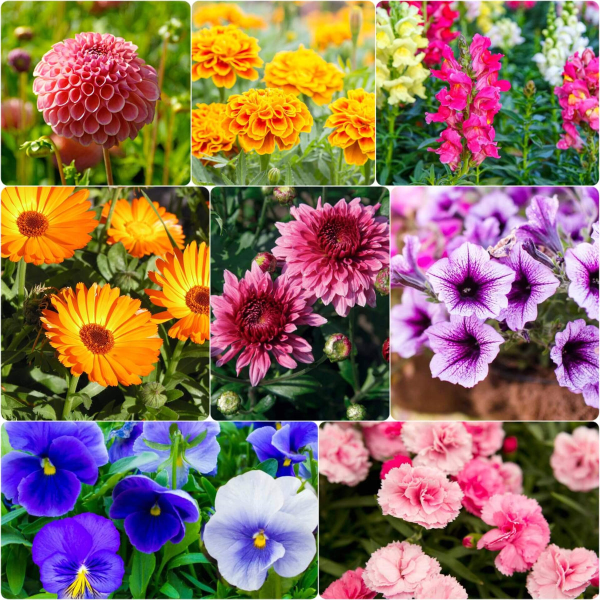 Blend Winter Mix plant