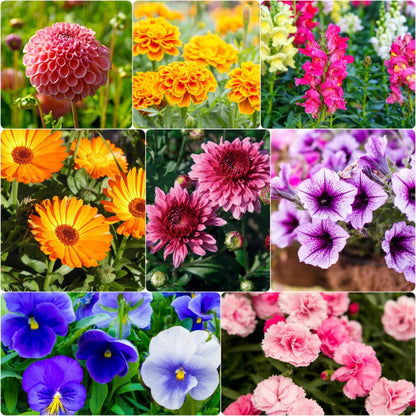 Blend Winter Mix plant