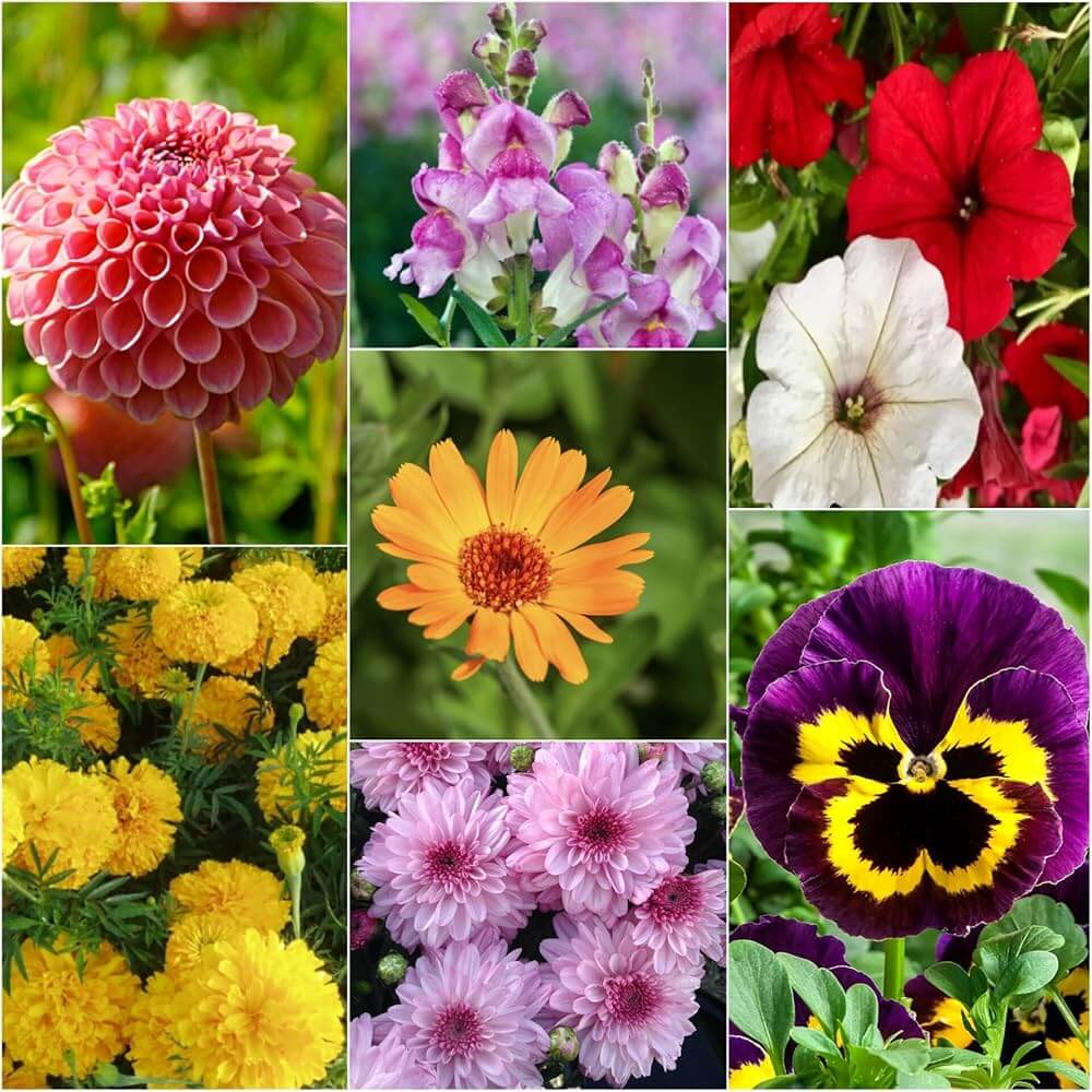 Blend Winter Mix plant