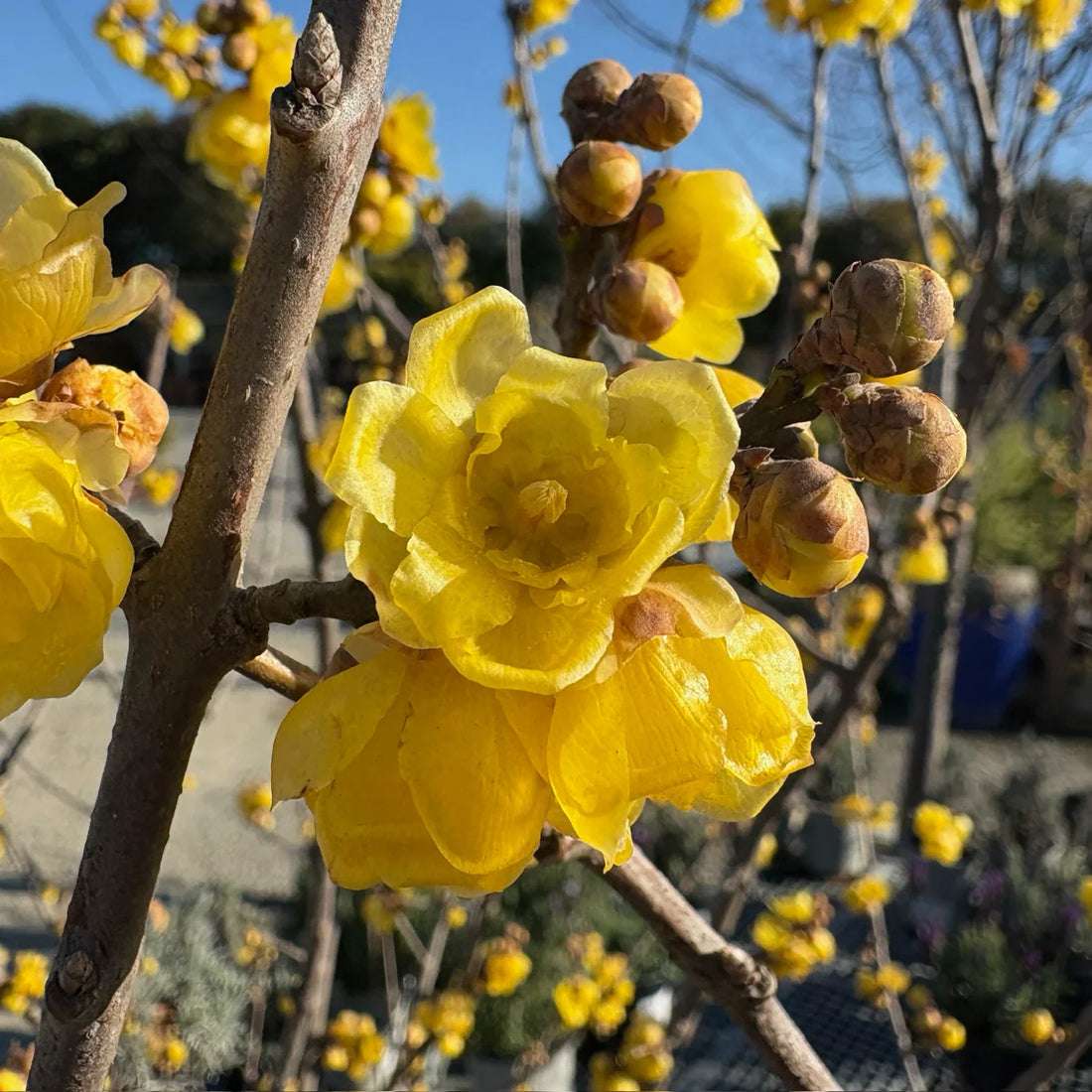 Wintersweet Fragrant flower seeds