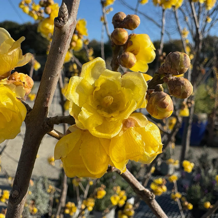 Wintersweet Fragrant flower seeds