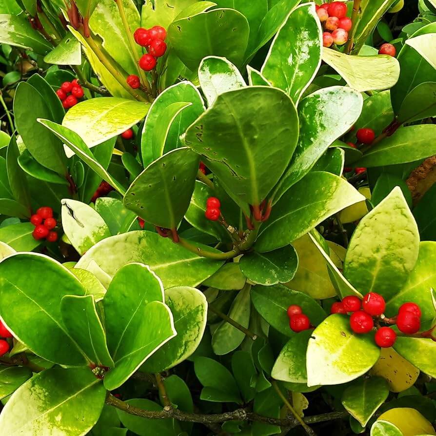 Ground Cover Wintergreen plant