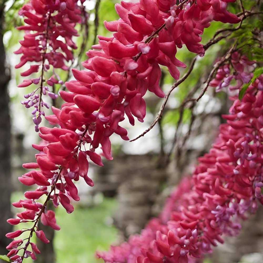 Red Wisteria flower seeds