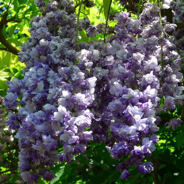 Black Dragon Wisteria plant
