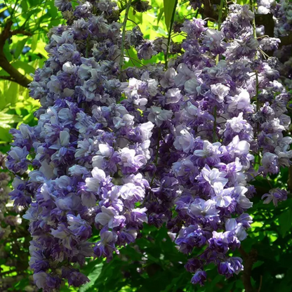 Black Dragon Wisteria plant