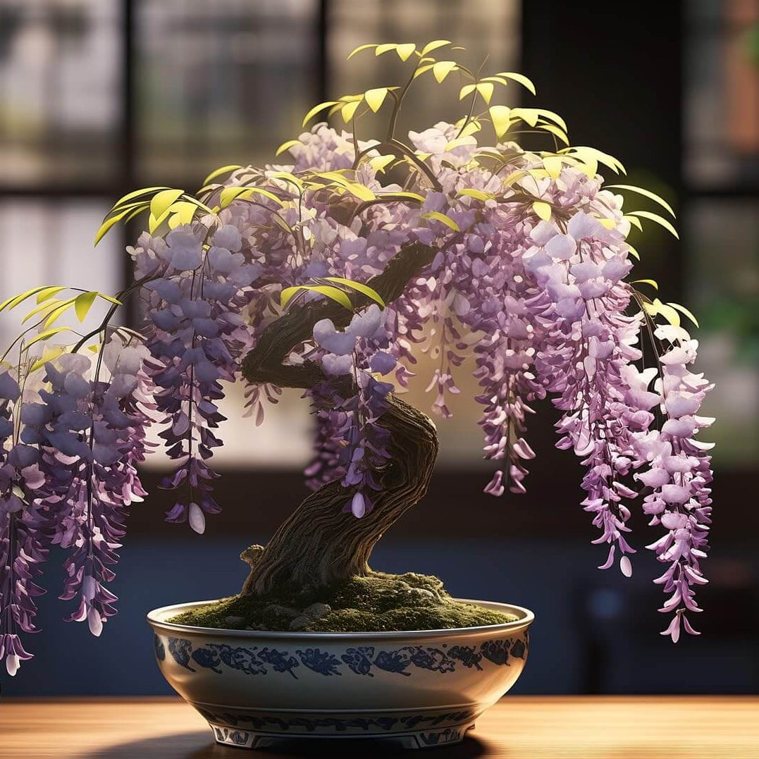 Bonsai Wisteria plant