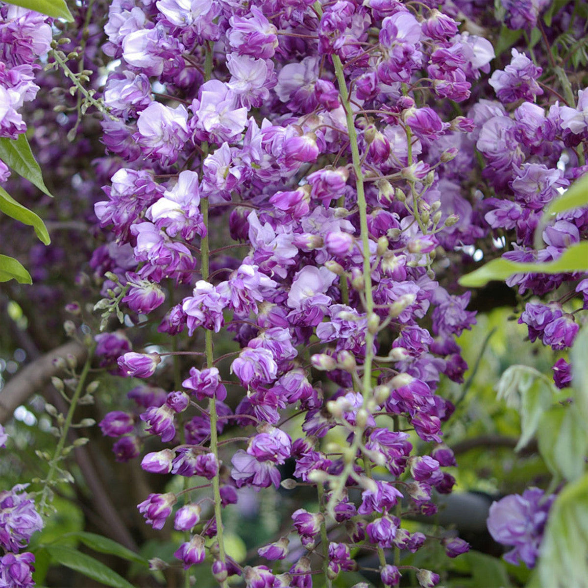 Black Dragon Wisteria plant