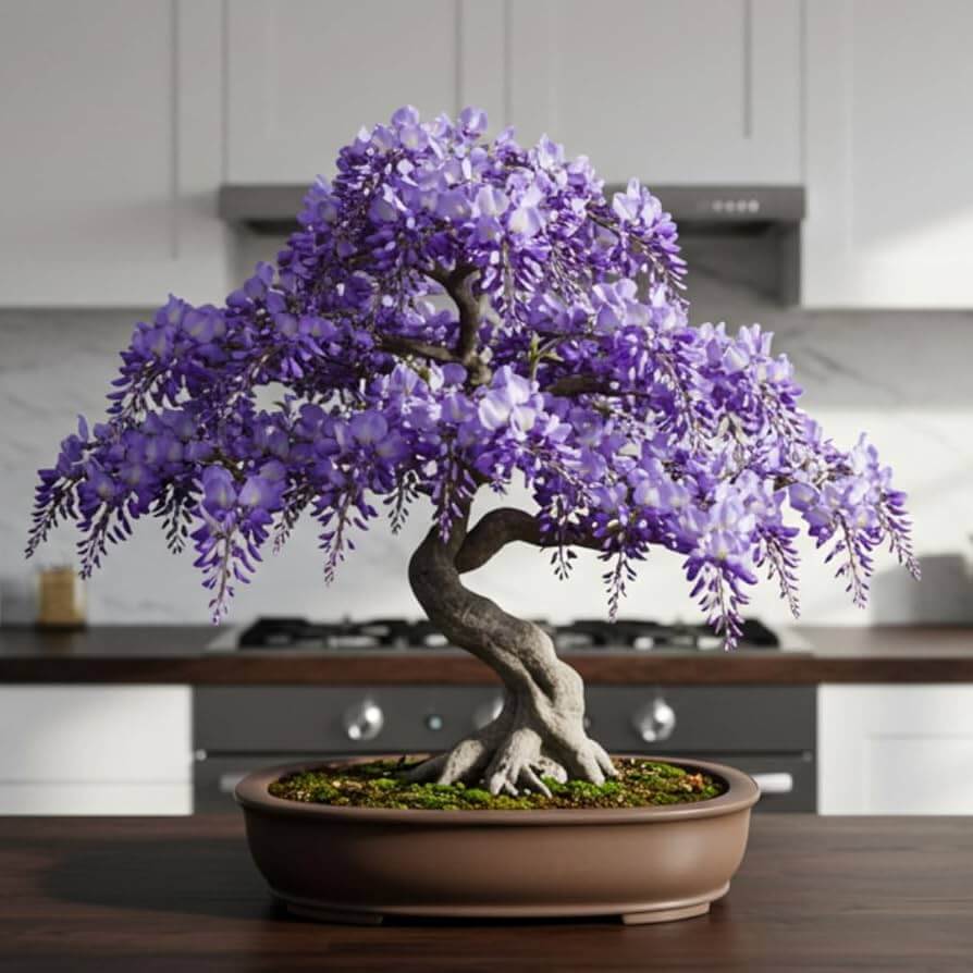 Bonsai Wisteria plant