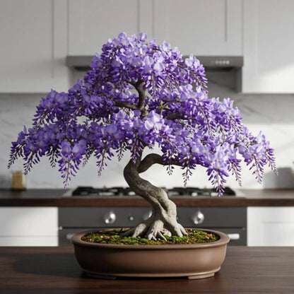 Bonsai Wisteria plant