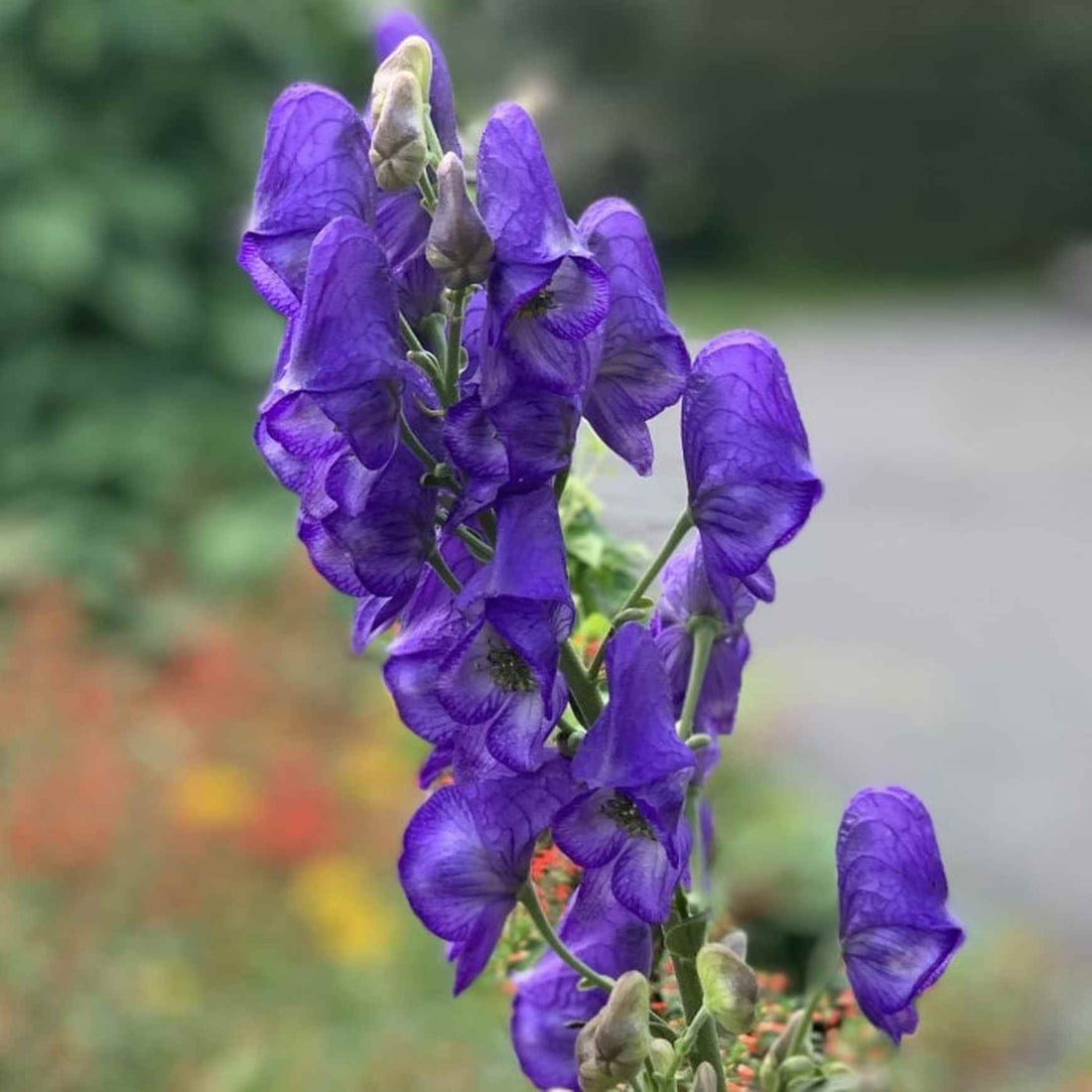 Wolfsbane flower seeds