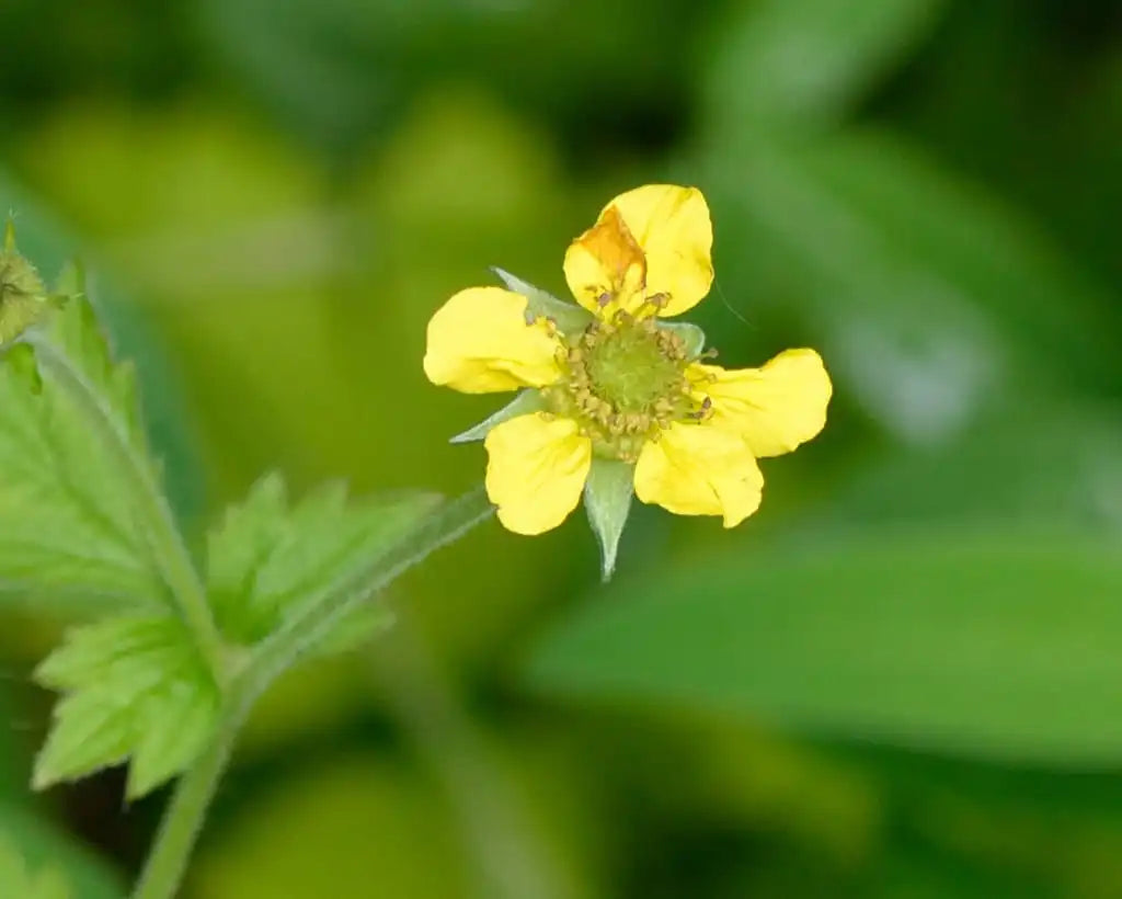 Urbanum flower seeds